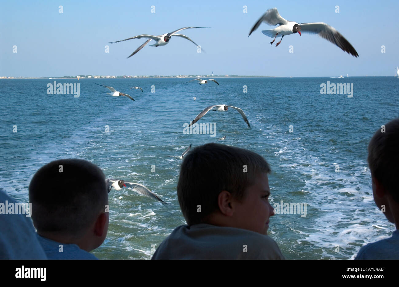 Möwen nach der Bootstour Fort Sumter SC USA Stockfoto