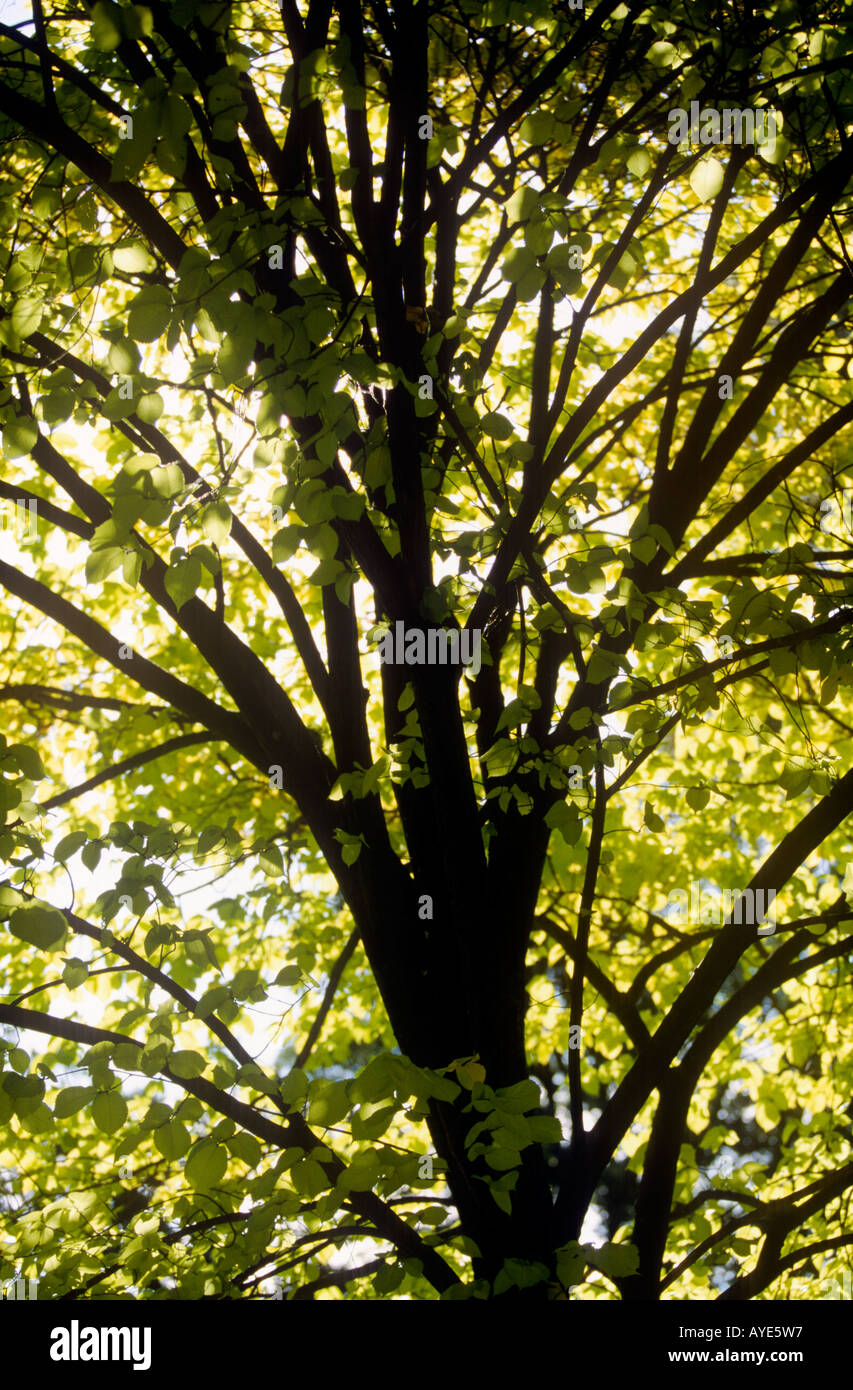 Baum Laub Stockfoto