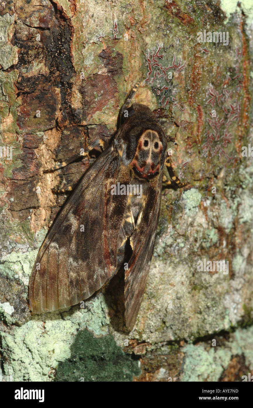 Totenkopf Hawk Moth auf einem Baum im Nationalpark Khao Yai, Thailand Stockfoto