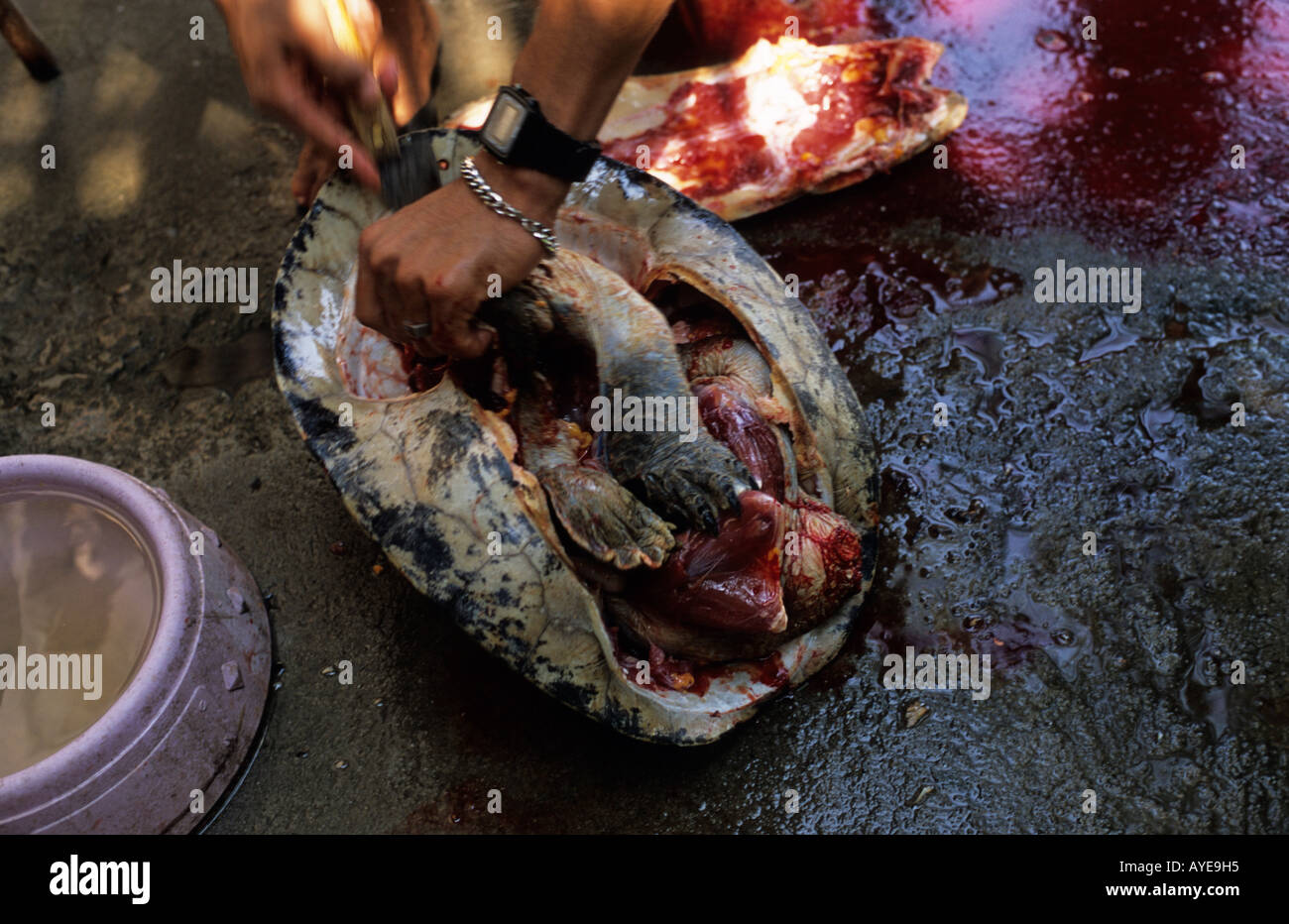 Fluss Amazonas zerschneiden Schildkröte zu kochen Stockfoto
