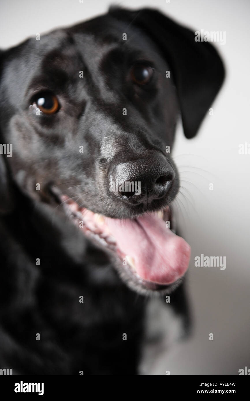 Schwarzer Labrador Stockfoto