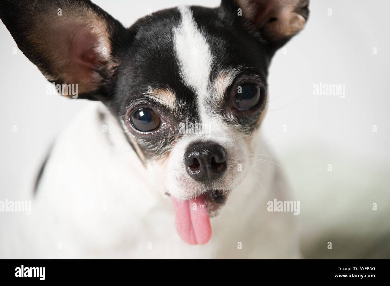 Chihuahua mit Zunge heraus Stockfoto