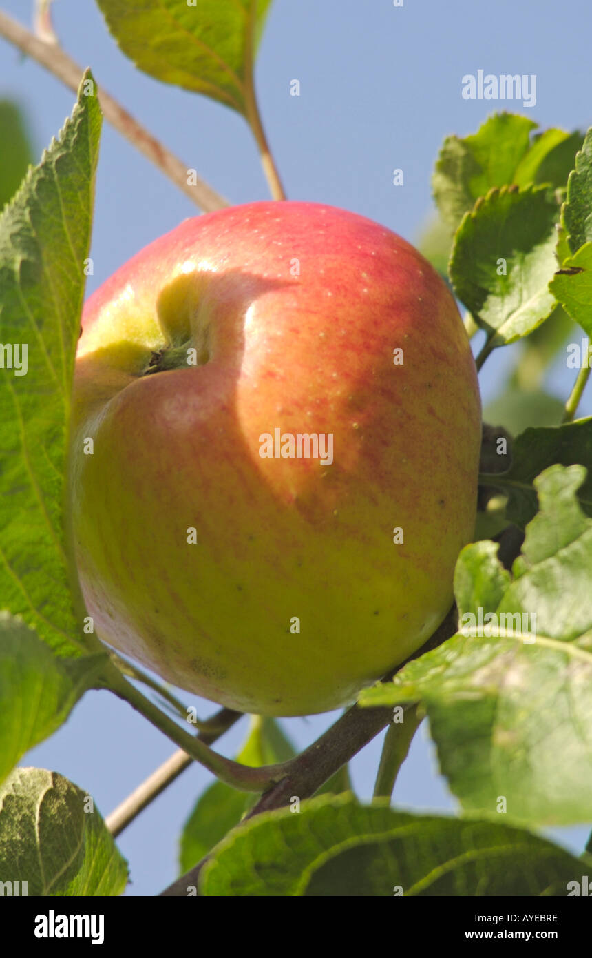 Roter englischer apfel Stockfotos und bilder Kaufen Alamy