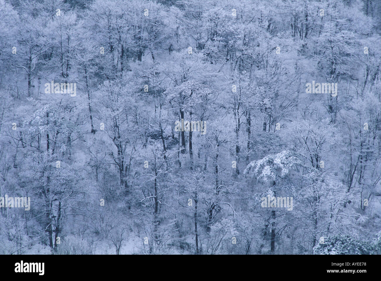 Wald bedeckt mit Schnee Mt Huangshan gelb Berg Provinz Anhui China Stockfoto