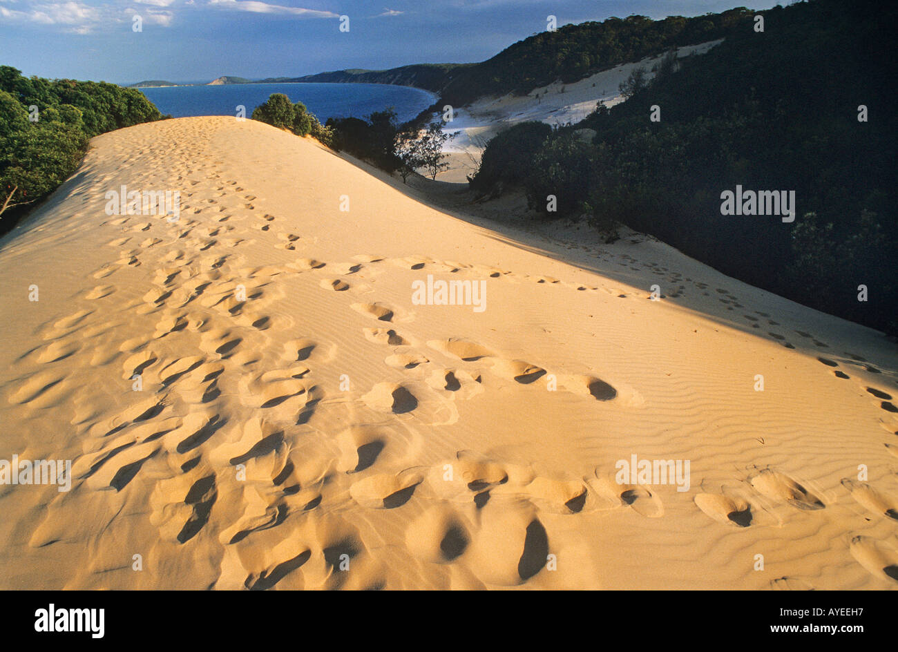 Plätschern Fußspuren im schönen gelben Sand am Strand Noosa Heads Stockfoto