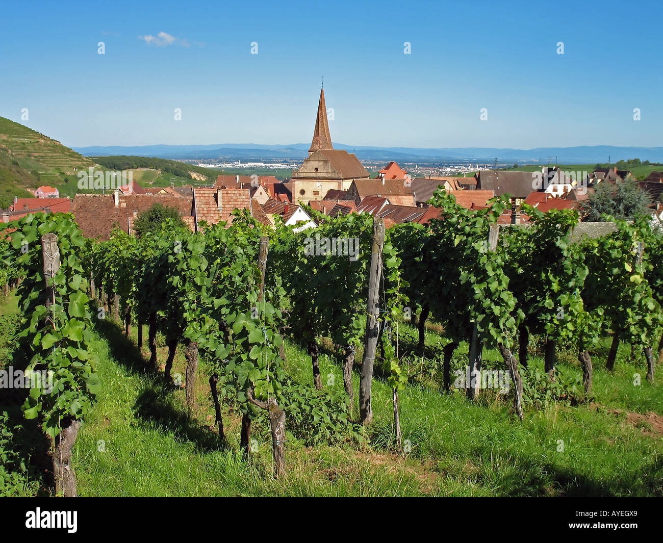 Weinberge, Niedermorschwihr Dorf, Häuser, Kirche mit Turm, Elsass, Frankreich Stockfoto