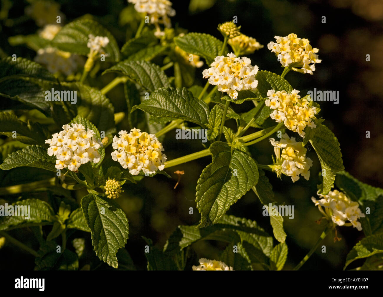 Allgemein eingebürgerten Busch Lantana Camara beliebt bei Schmetterlingen Stockfoto