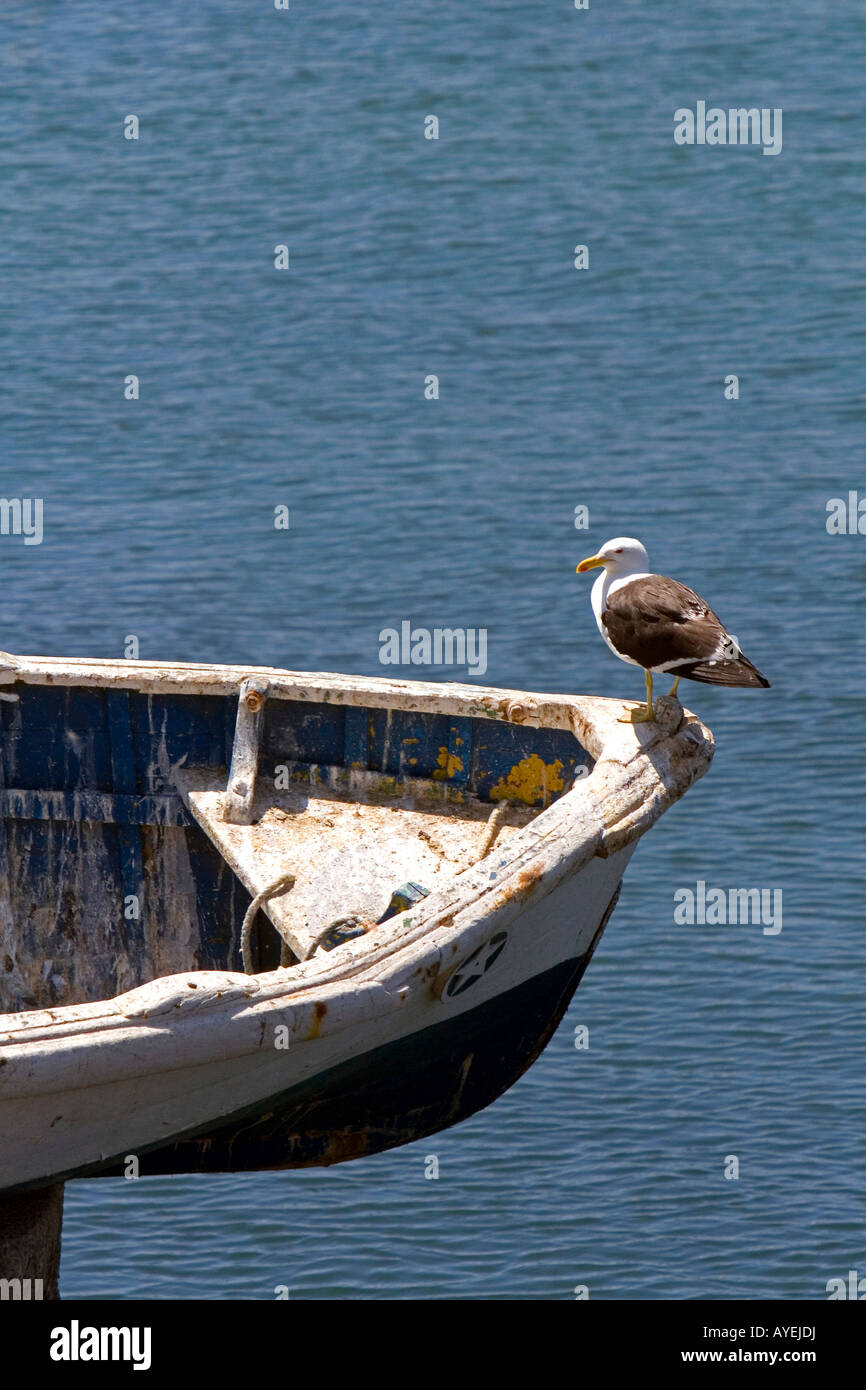 Eine Möwe sitzt auf dem Bug eines Bootes an Concon Chile Stockfoto