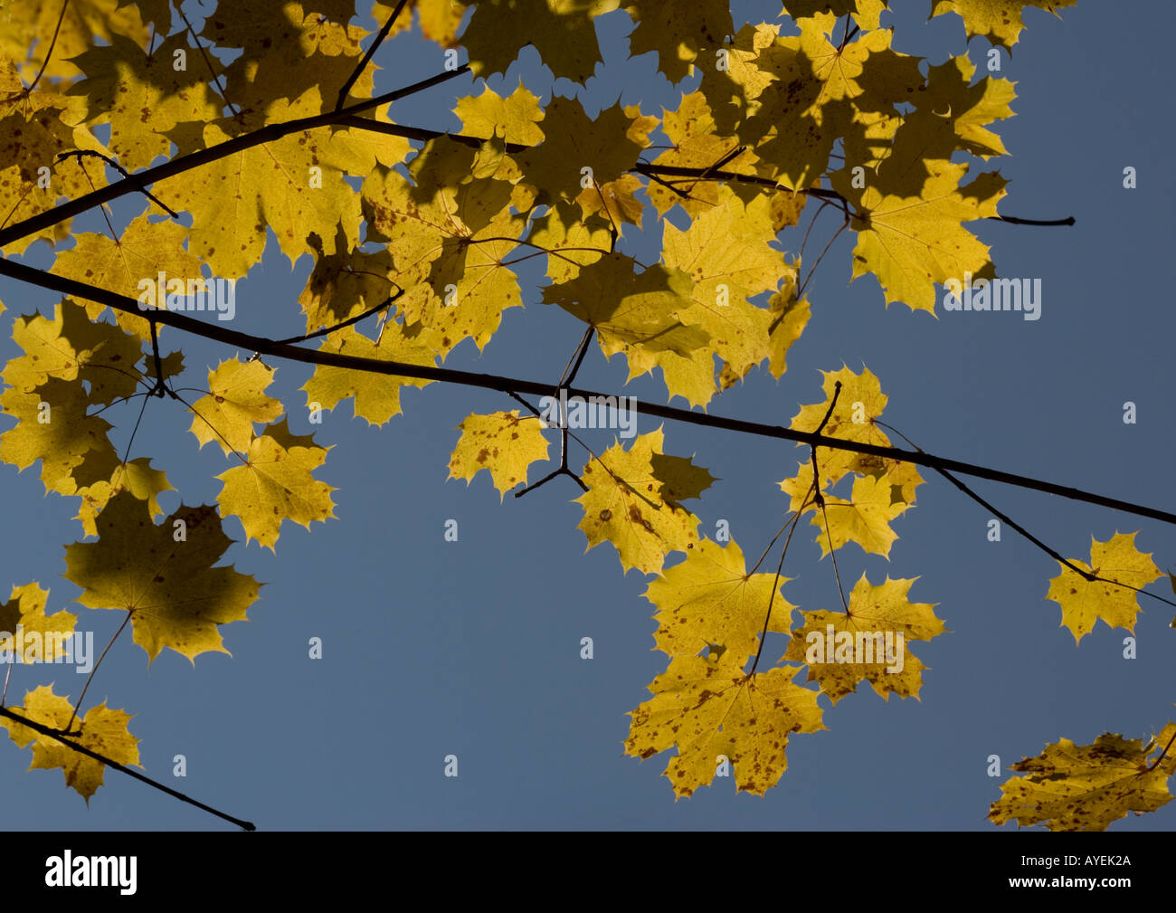 Spitz-Ahorn (Acer Platanoides) Herbstlaub Stockfoto