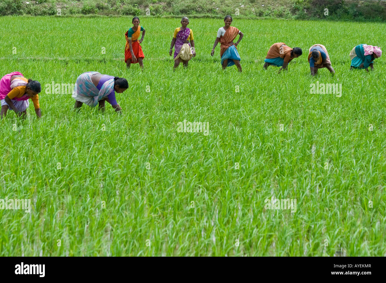 Frauen arbeiten in einem Reisfeld in Gingee in Tamil Nadu in Südindien Stockfoto