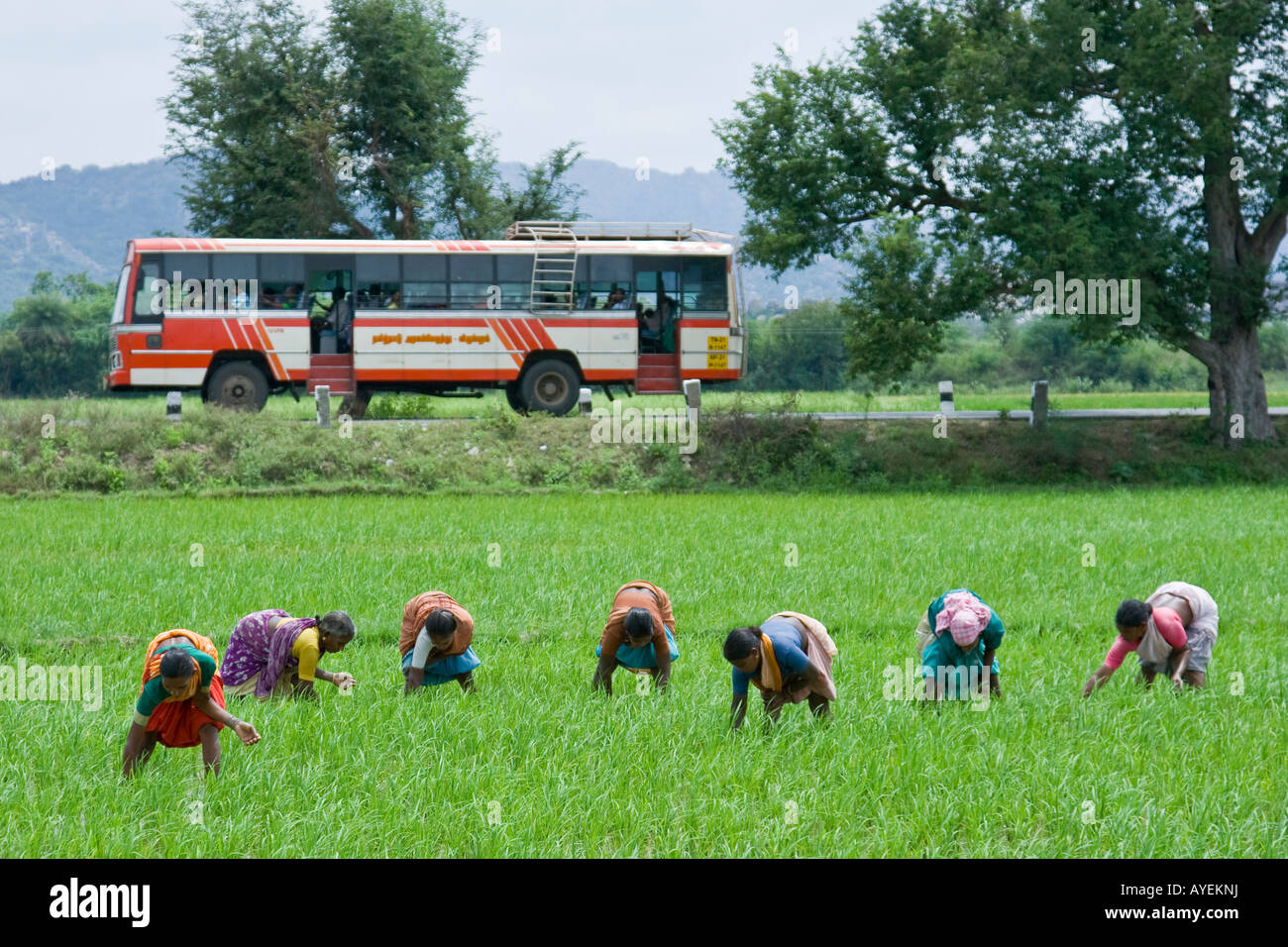 Frauen arbeiten in einem Reisfeld in Gingee in Tamil Nadu in Südindien Stockfoto