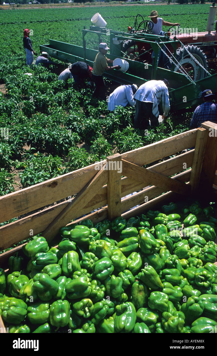 Grüner Paprika geerntet Stockfoto