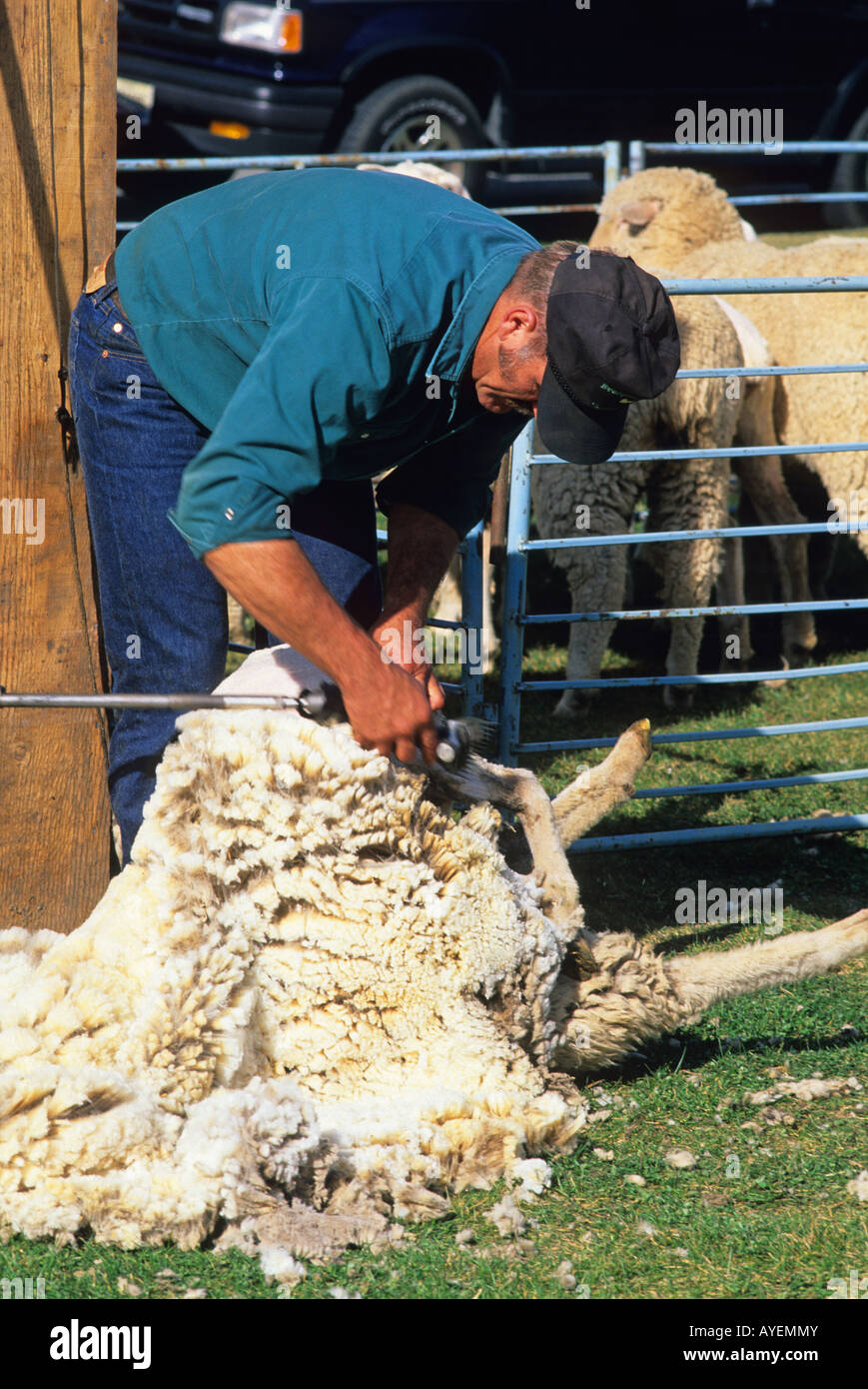 Schur Wolle von Hausschafen in Idaho Stockfoto