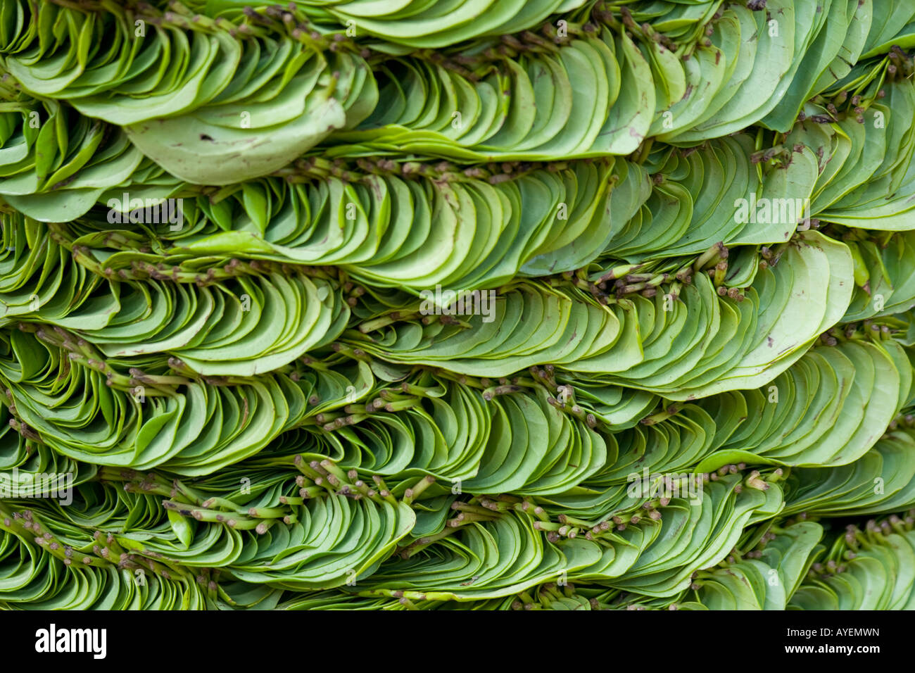 Betel Blätter für den Verkauf in einem Gemüsemarkt in Madurai Südindien Stockfoto