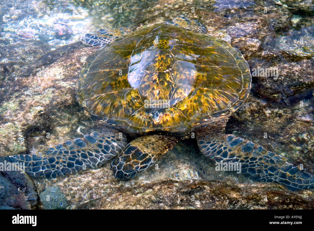 Hawaiian grünen Meeresschildkröte in ein Gezeitenbecken auf der Big Island von Hawaii Stockfoto