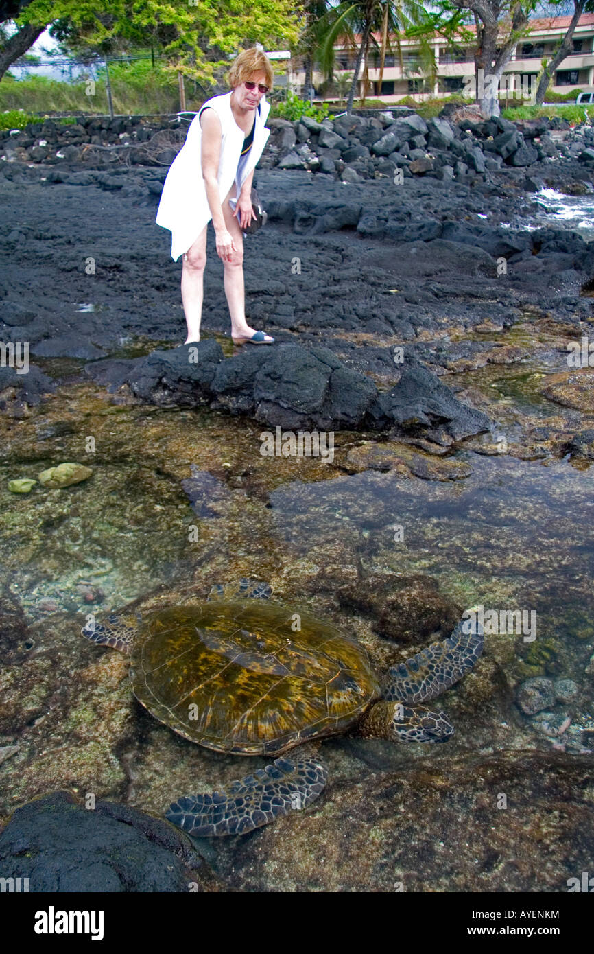 Ein Tourist sucht in ein Hawaiian grünen Meeresschildkröte in ein Gezeitenbecken auf der Big Island von Hawaii Stockfoto