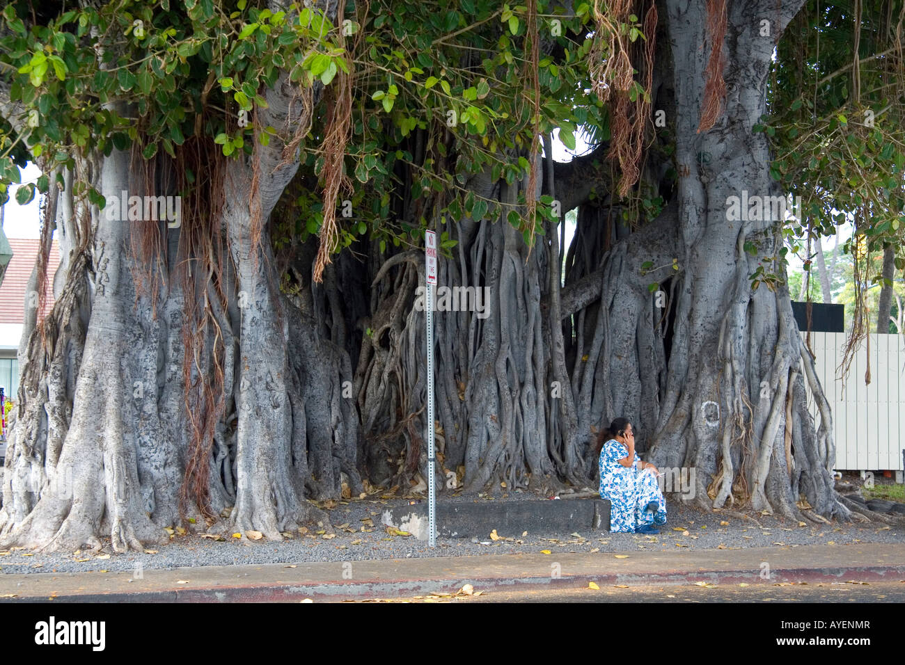BanyanBaum in KailuaKona auf Big Island von Hawaii Stockfotografie