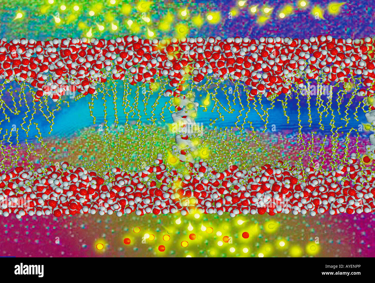 Medizin-Droge, die auf menschliche doppelt geschichteten Zellmembran Stockfoto