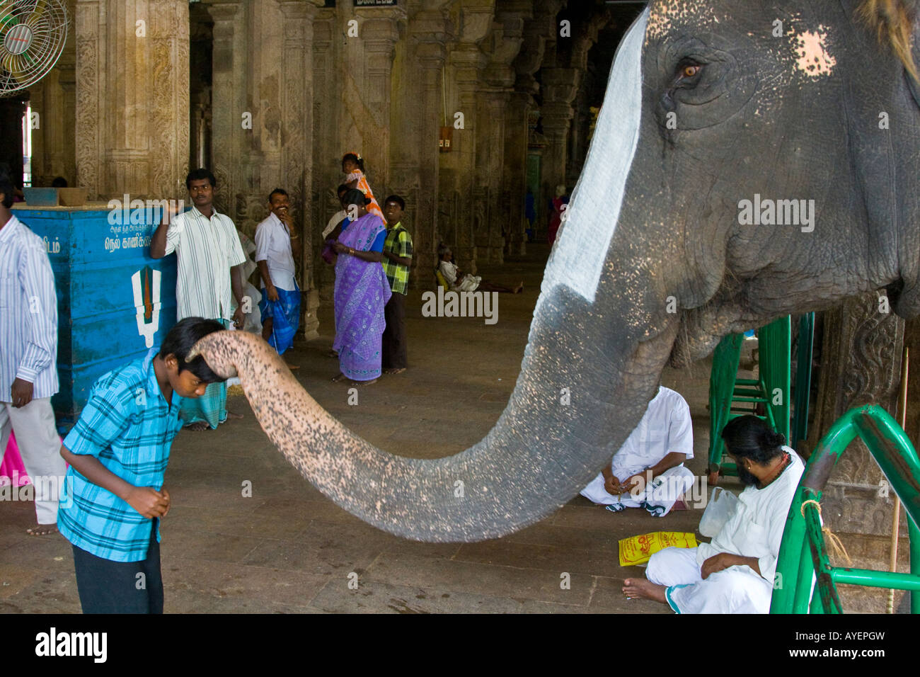 Gesegnet von der Tempel-Elefant im Ranganathasvami Tempel in Tiruchirappalli oder Trichy Südindien Stockfoto
