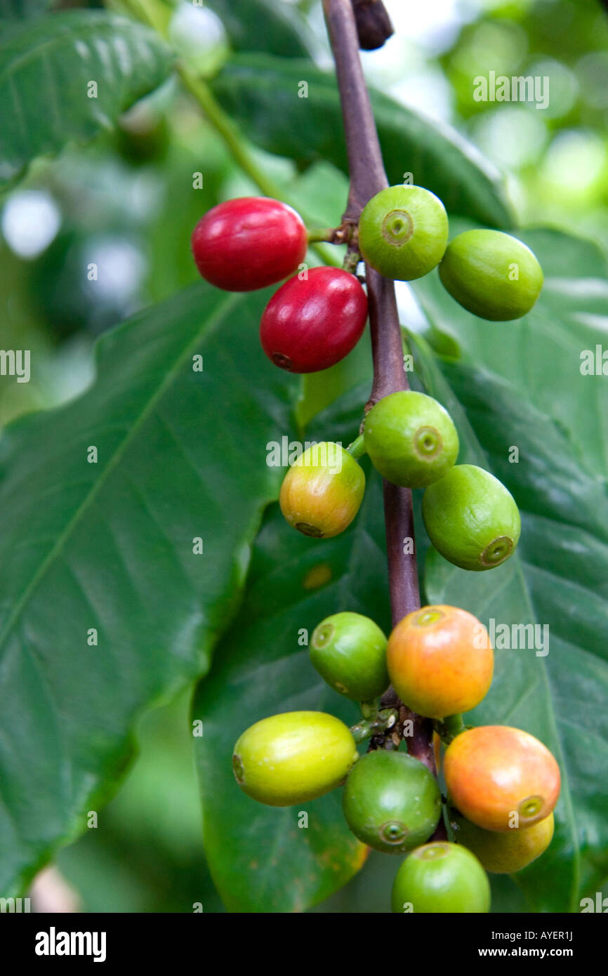 Kaffeebeeren wachsen auf eine Kaffeepflanze auf der Big Island von Hawaii Stockfoto