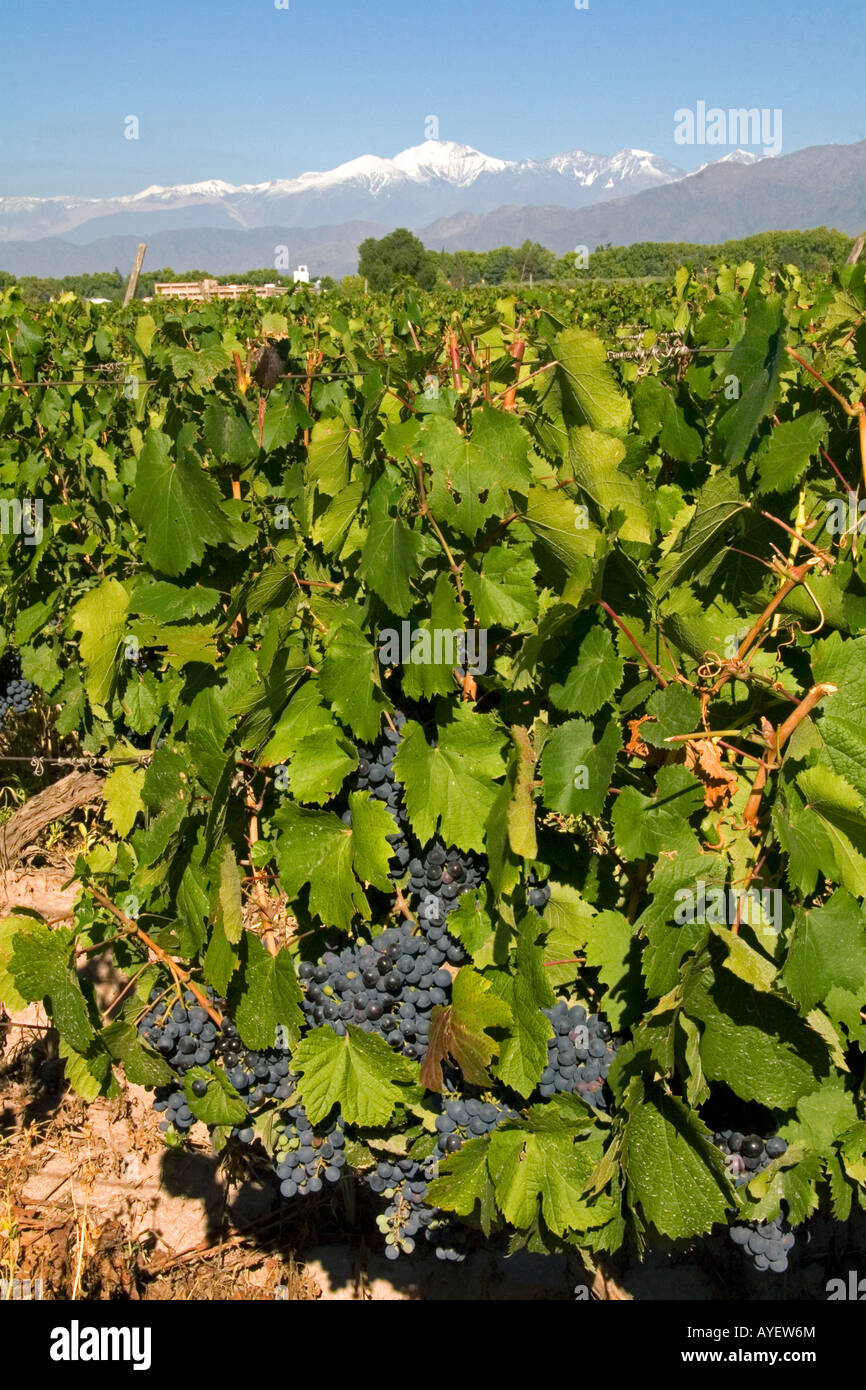 Ein Weinberg mit Bergkette der Anden im Hintergrund in der Nähe von Mendoza Argentinien Stockfoto