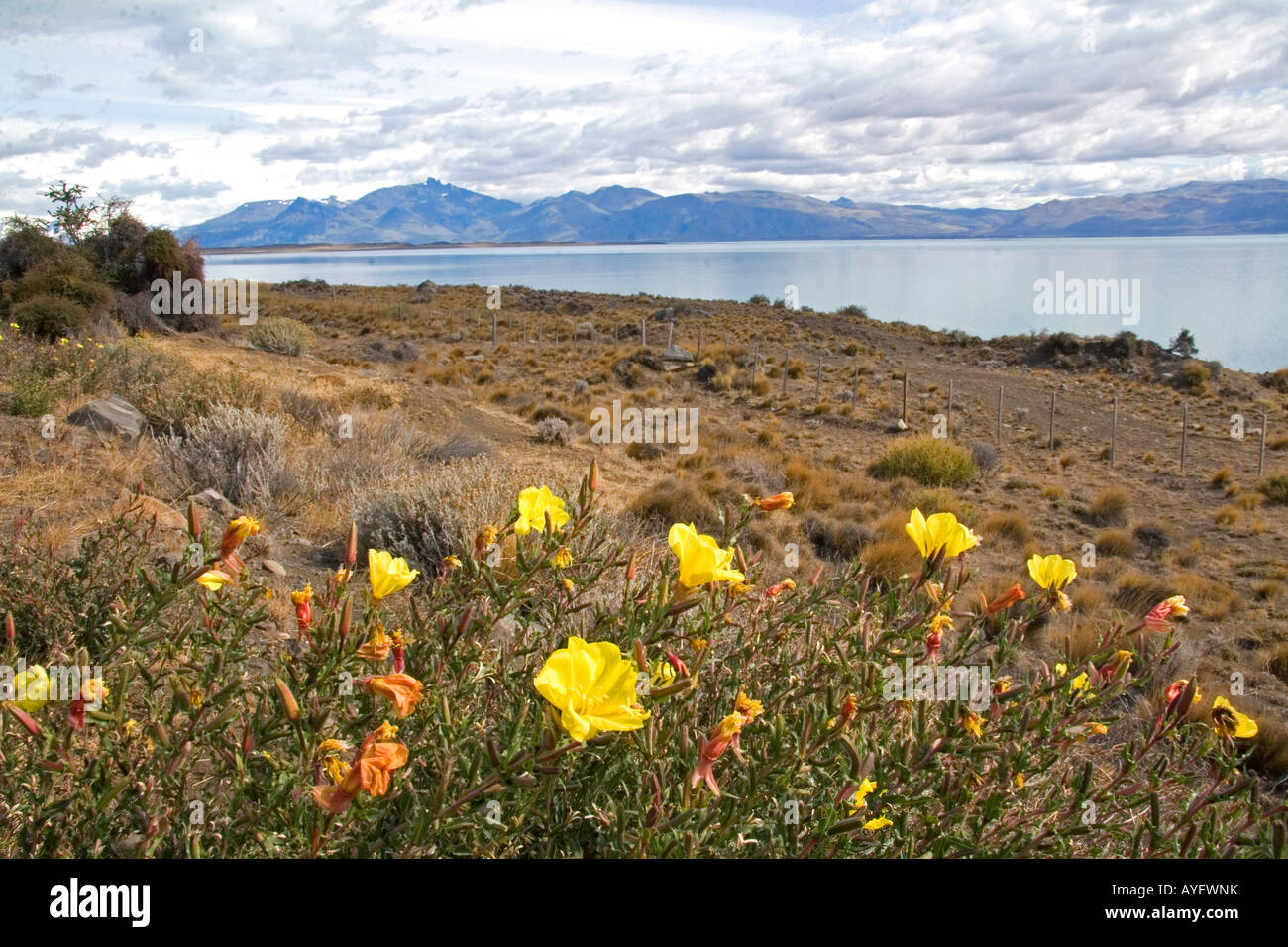 Gelben Blüten der Nachtkerze am Lago Argentino in Patagonien Argentinien Stockfoto