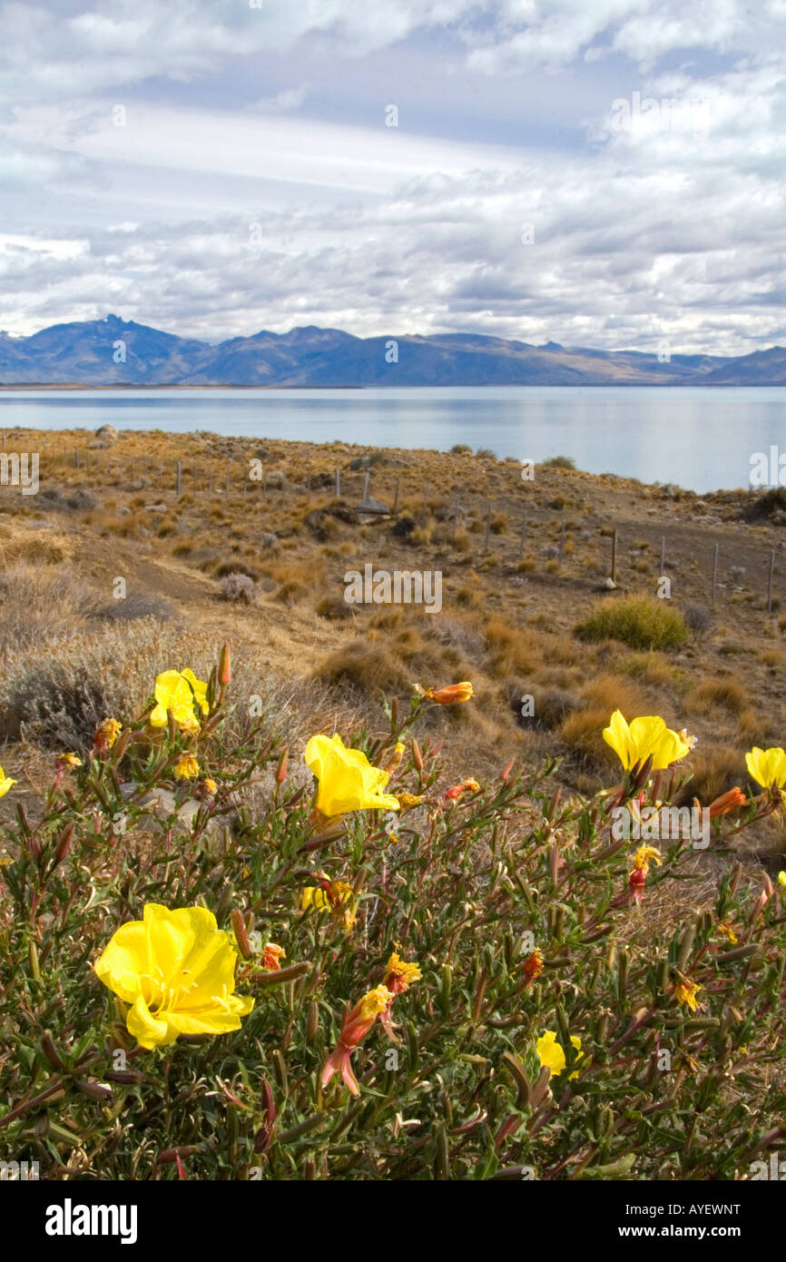 Gelben Blüten der Nachtkerze am Lago Argentino in Patagonien Argentinien Stockfoto