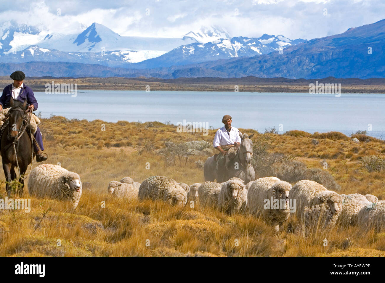 Gauchos Herde Schafe in der Nähe von Lago Argentino auf den patagonischen Wiesen in der Nähe von El Calafate, Argentinien Stockfoto