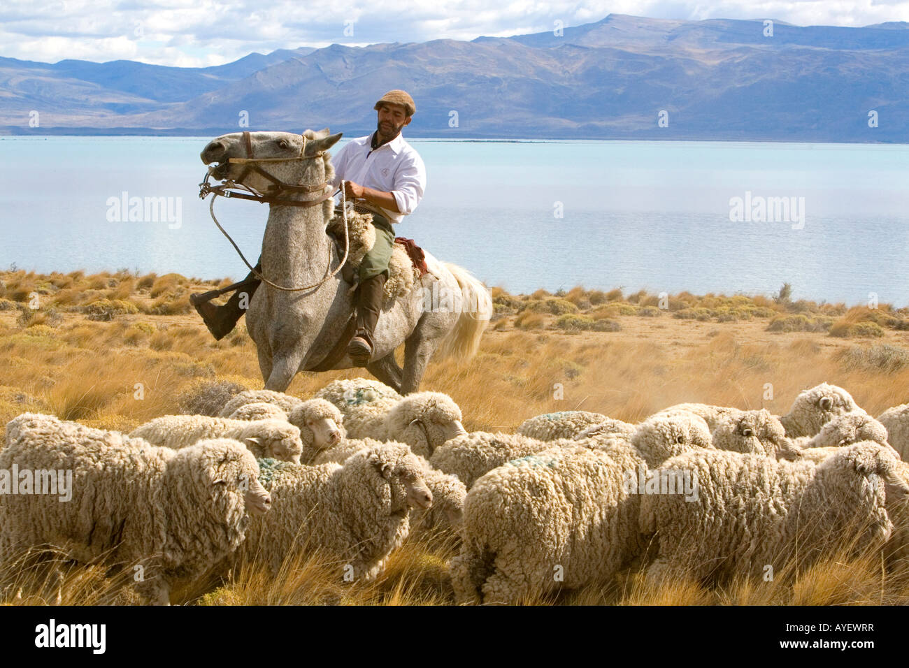 Gauchos Herde Schafe in der Nähe von Lago Argentino auf den patagonischen Wiesen in der Nähe von El Calafate, Argentinien Stockfoto