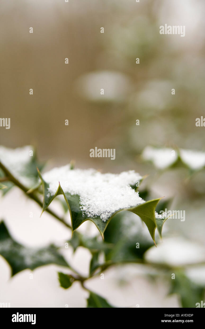 Holly Blättern bedeckt mit Schnee, Essex, England. Stockfoto