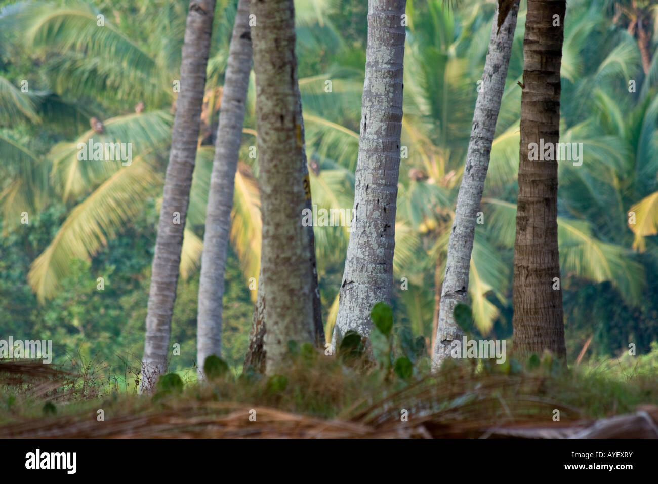 Coconut Tree Grove in Varkala Indien Stockfoto