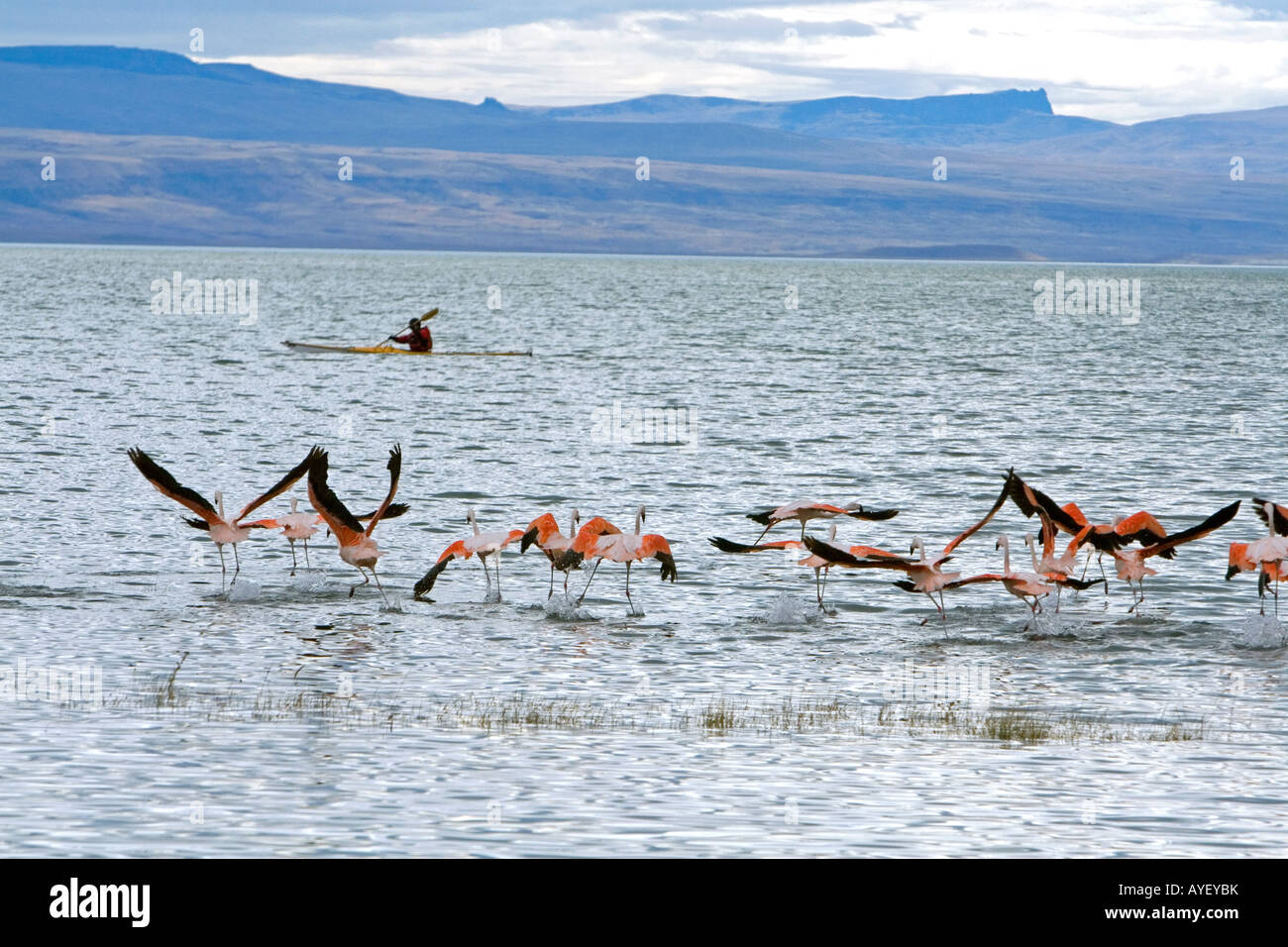 Kajak am Lago Argentino mit chilenischen Flamingos in der Nähe von El Calafate in Patagonien Argentinien Stockfoto