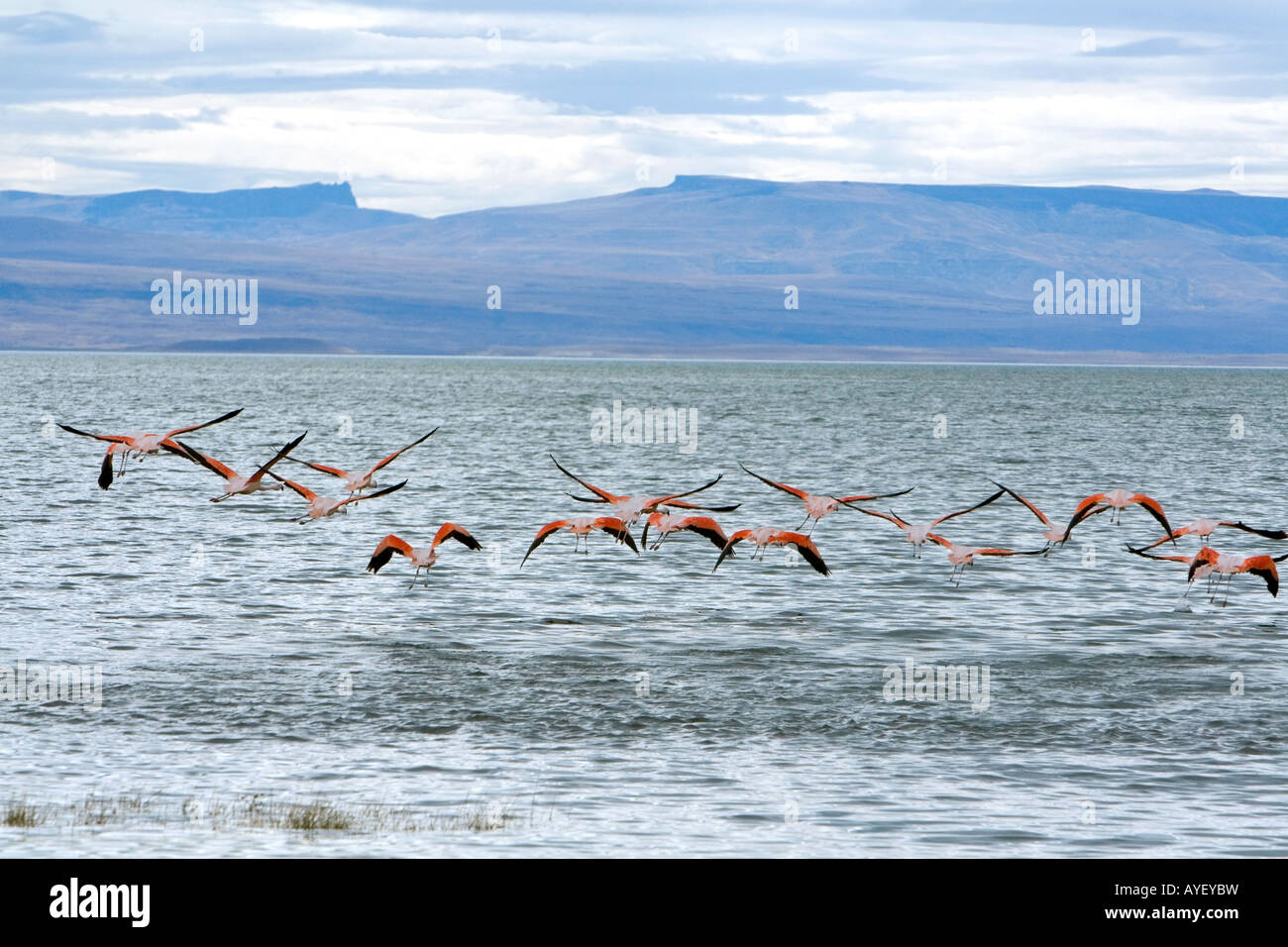 Chilenische Flamingos am Lago Argentino in der Nähe von El Calafate in Patagonien Argentinien Stockfoto