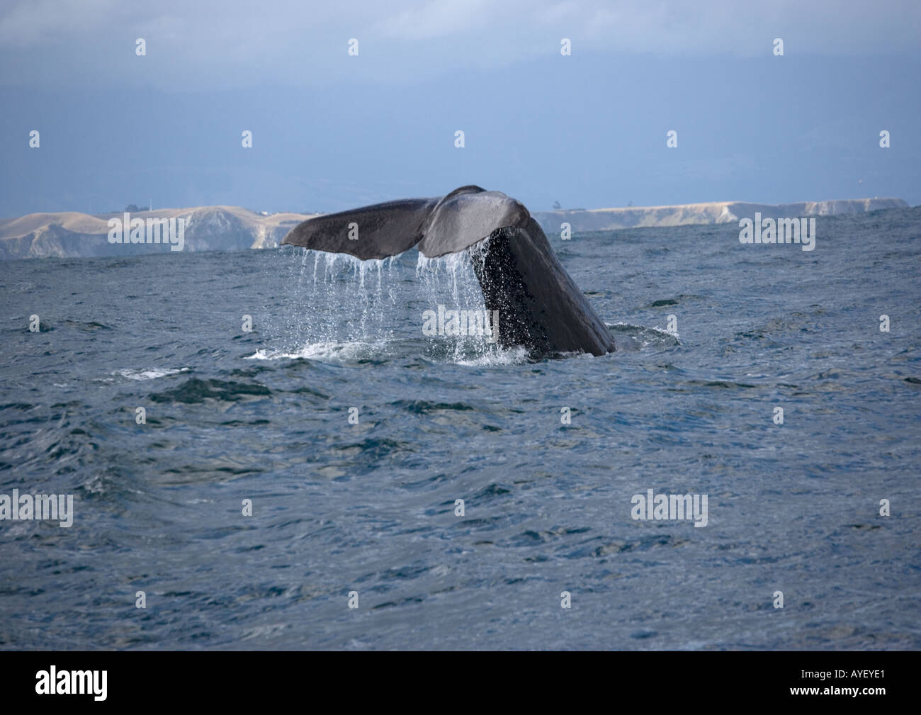 Pottwal (Physeter Macrocephalus) im tiefen Wasser aus Neuseeland Südinsel Fluke ausgesetzt vor dem Tauchen Stockfoto