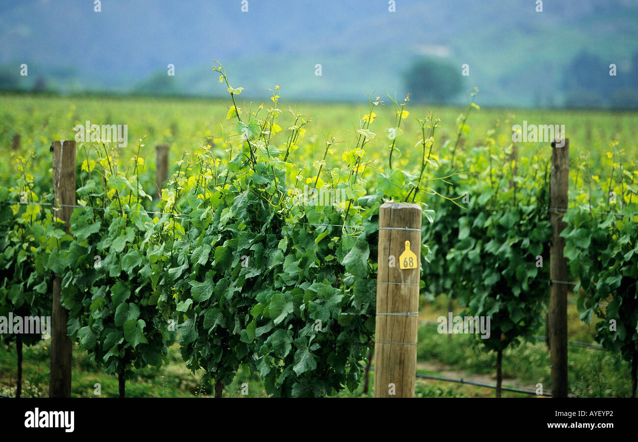 Ansicht von Weinreben so weit das Auge sehen wachsen in das Weingebiet der Marlborough Sounds Stockfoto