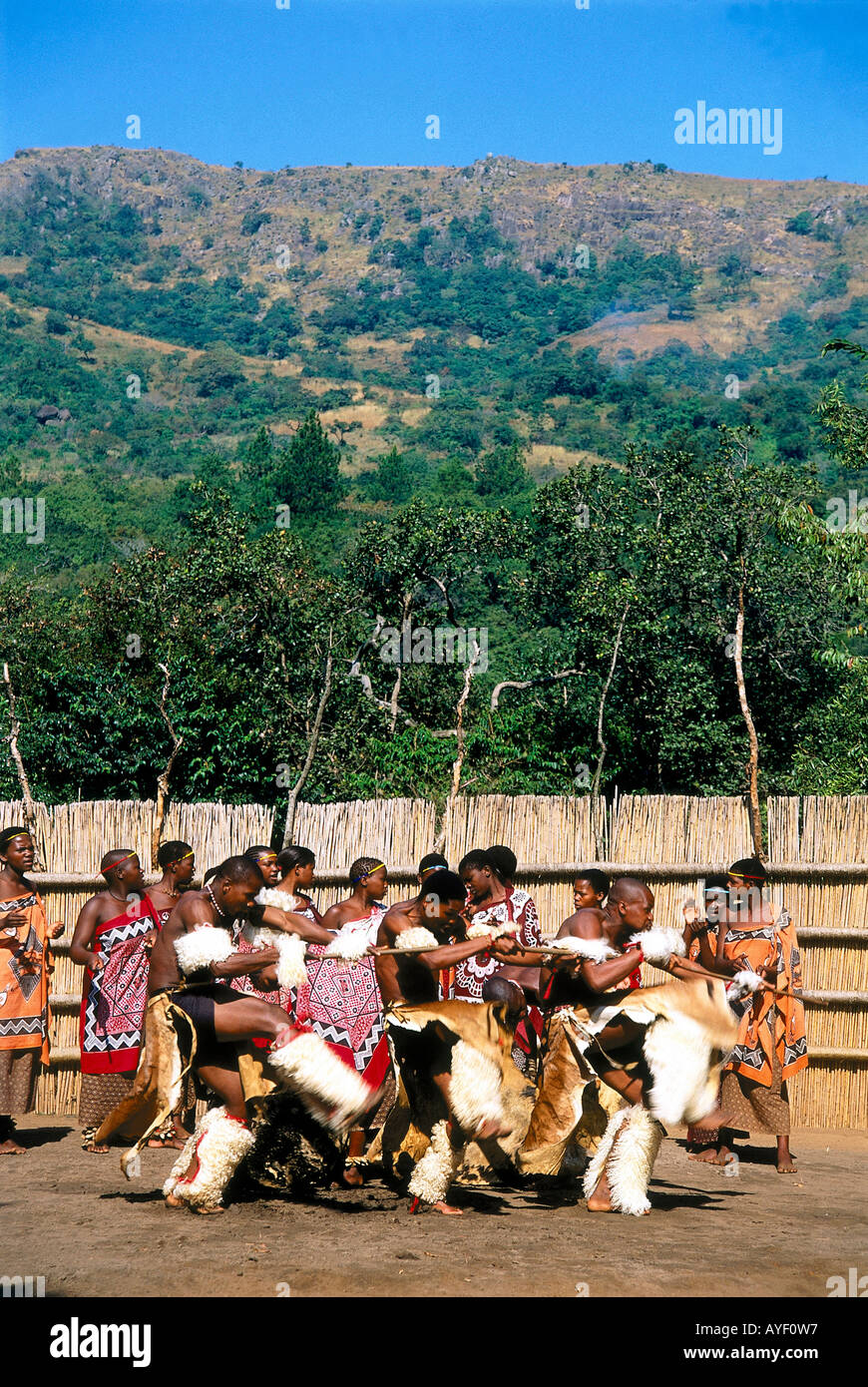 Ureinwohner in Tracht, die Durchführung von traditionellen Stammes-Tanzes für Tourist am Mantenga Cultural Village Stockfoto