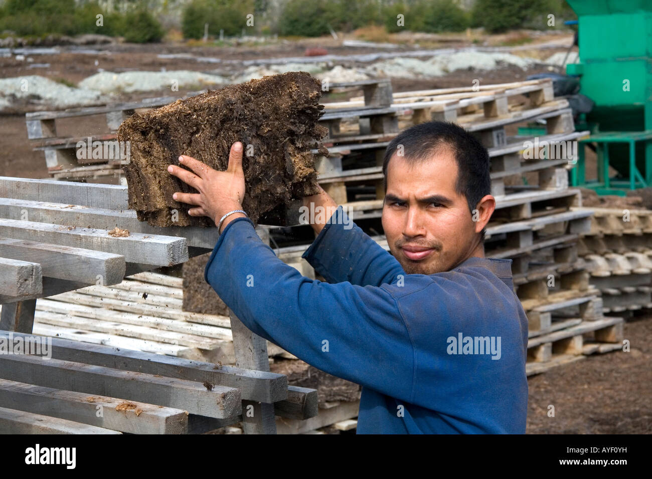 Bolivianische Mann arbeitet auf einem Sphagnum-Moos oder Torf Bauernhof in der Nähe von Ushuaia, Argentinien Stockfoto