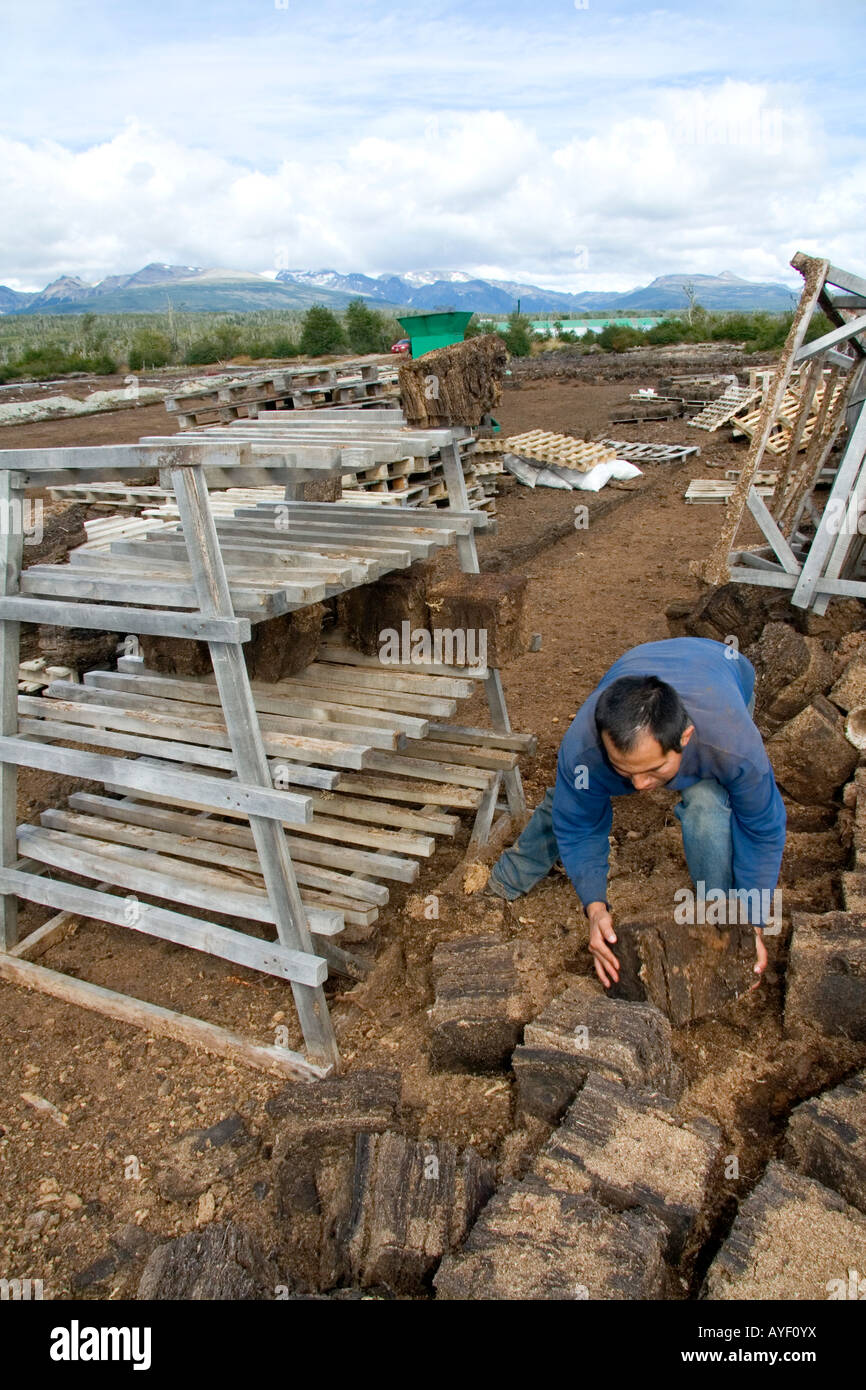 Bolivianische Mann arbeitet auf einem Sphagnum-Moos oder Torf Bauernhof in der Nähe von Ushuaia, Argentinien Stockfoto