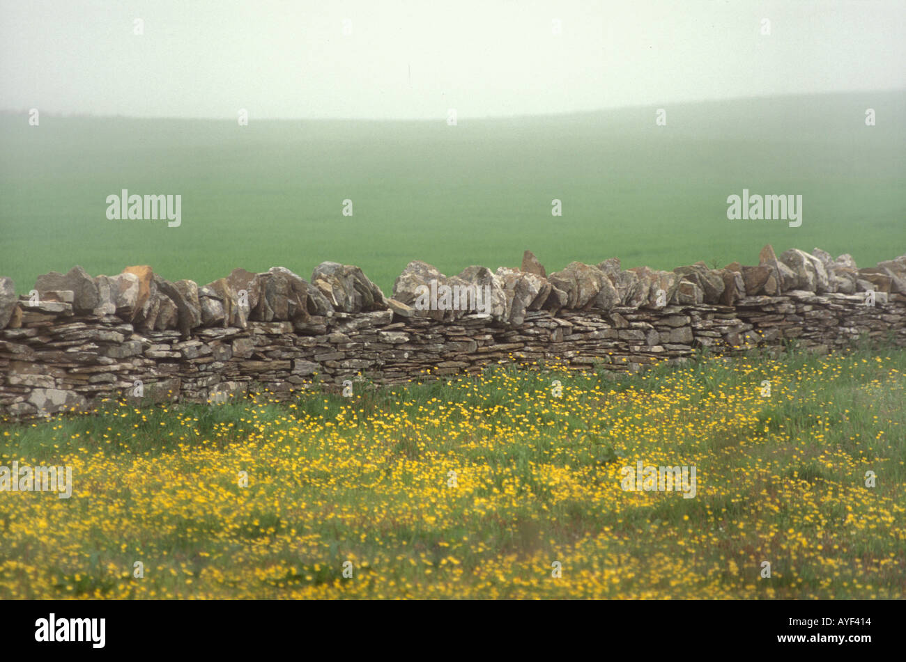 eine Steinmauer zwischen Feldern in Schottland an einem nebligen nebeligen Tag Stockfoto