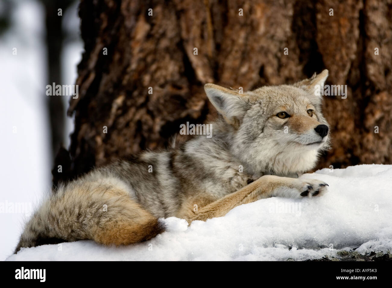 Kojote im Yellowstone National Park, erschossen In freier Wildbahn Stockfoto