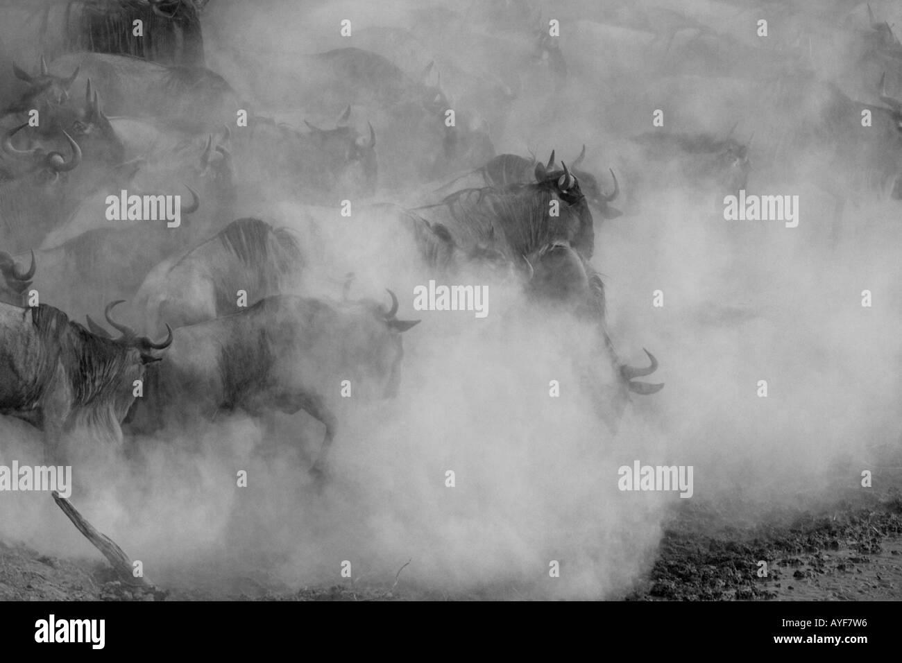 weißen bärtigen Gnus stürzt in Fluss Mara inmitten Wolken von Staub während der jährlichen Migration von Kenia nach Tansania Stockfoto