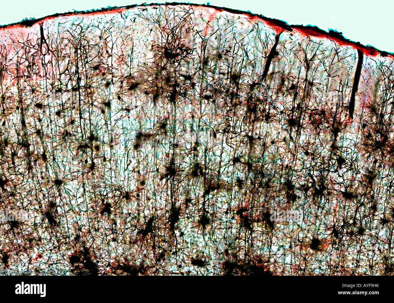 Kreuzung von Hirngewebe durch Lichtmikroskop Stockfoto