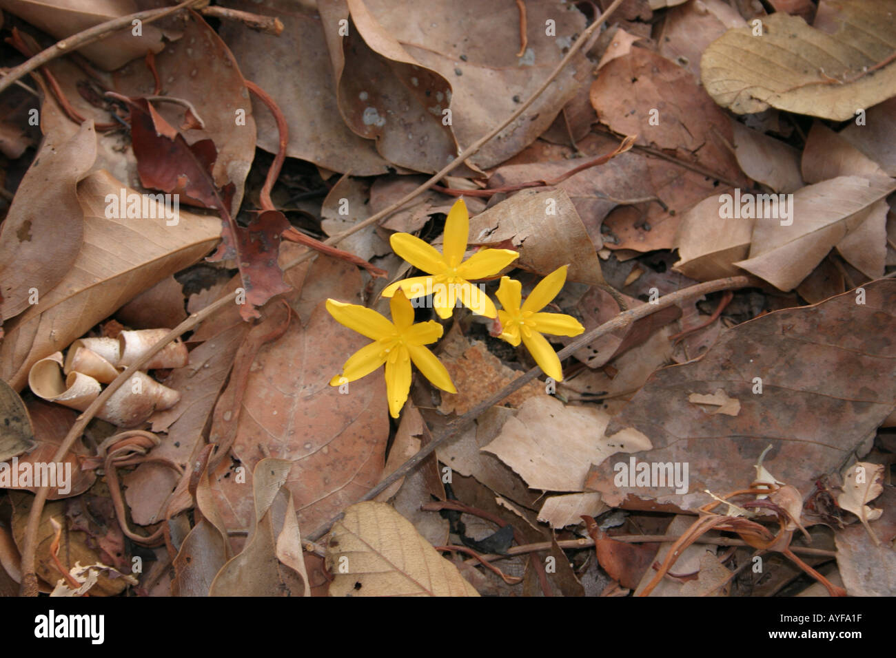 Blume auf der Savanne Boden am Ende der Trockenzeit Stockfoto