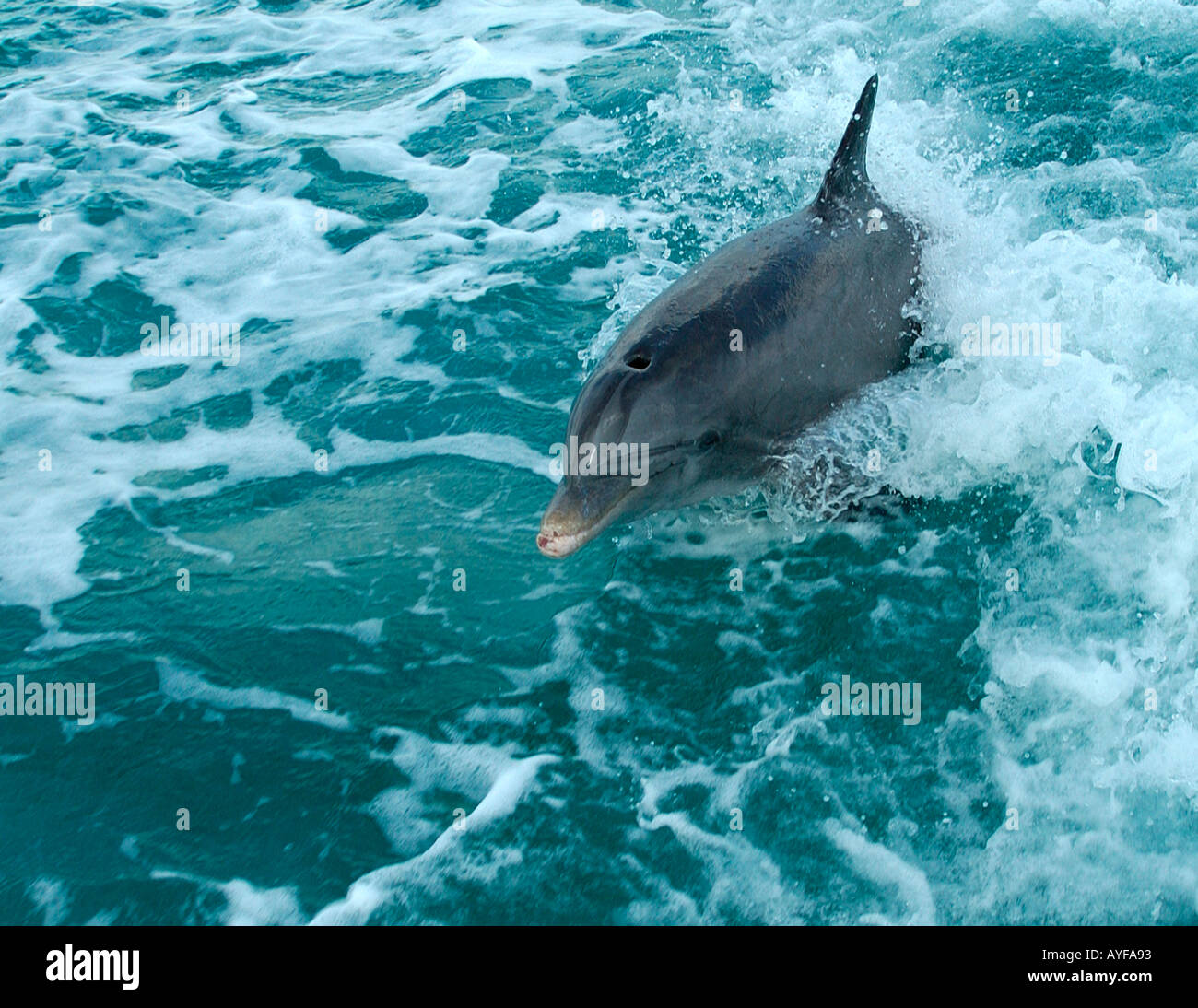 JoJo das freundliche Große Tümmler aus dem Ozean springen nach einem Boot aus dem Hafen in den Turks- und Caicosinseln Stockfoto