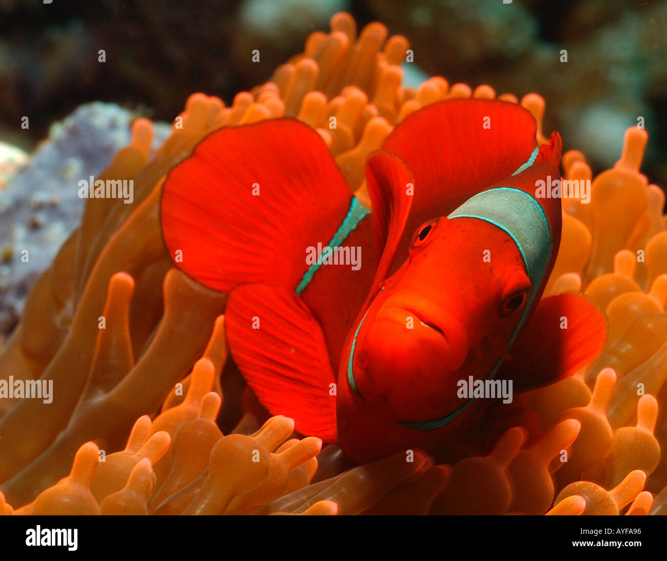 Unterwasser close-up, brillant, detaillierte Farbe maroon Clownfish schwimmen in ihren hellen, farbenfrohen Orange anemonenfischen in der Coral Sea, Augenkontakt Stockfoto