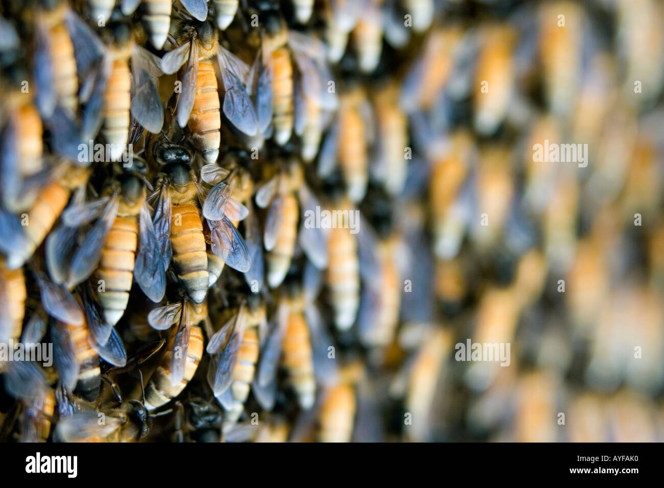 Indischen Honigbienen auf einen Bienenstock. Andhra Pradesh, Indien Stockfoto