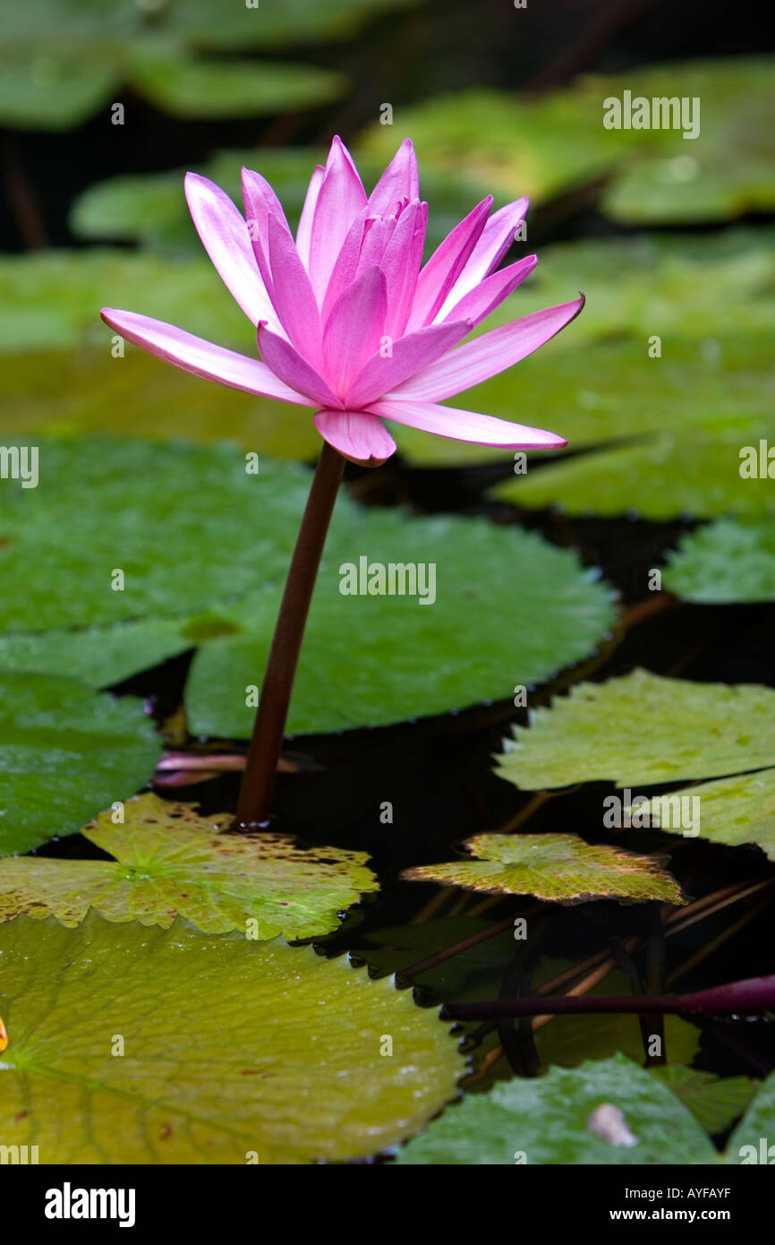 Nymphaea Pubescens. Zwei rosa Seerosen, umgeben von Seerosen in einen Wassergarten in Indien Stockfoto