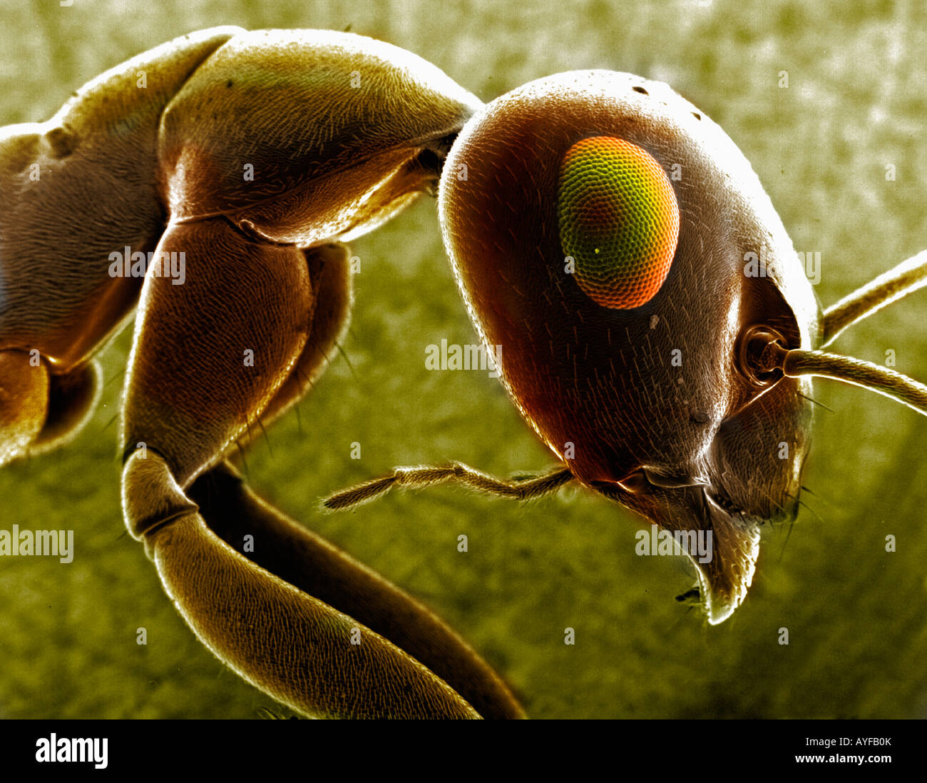 Ameise, gesehen durch ein EM-Mikroskop Stockfoto
