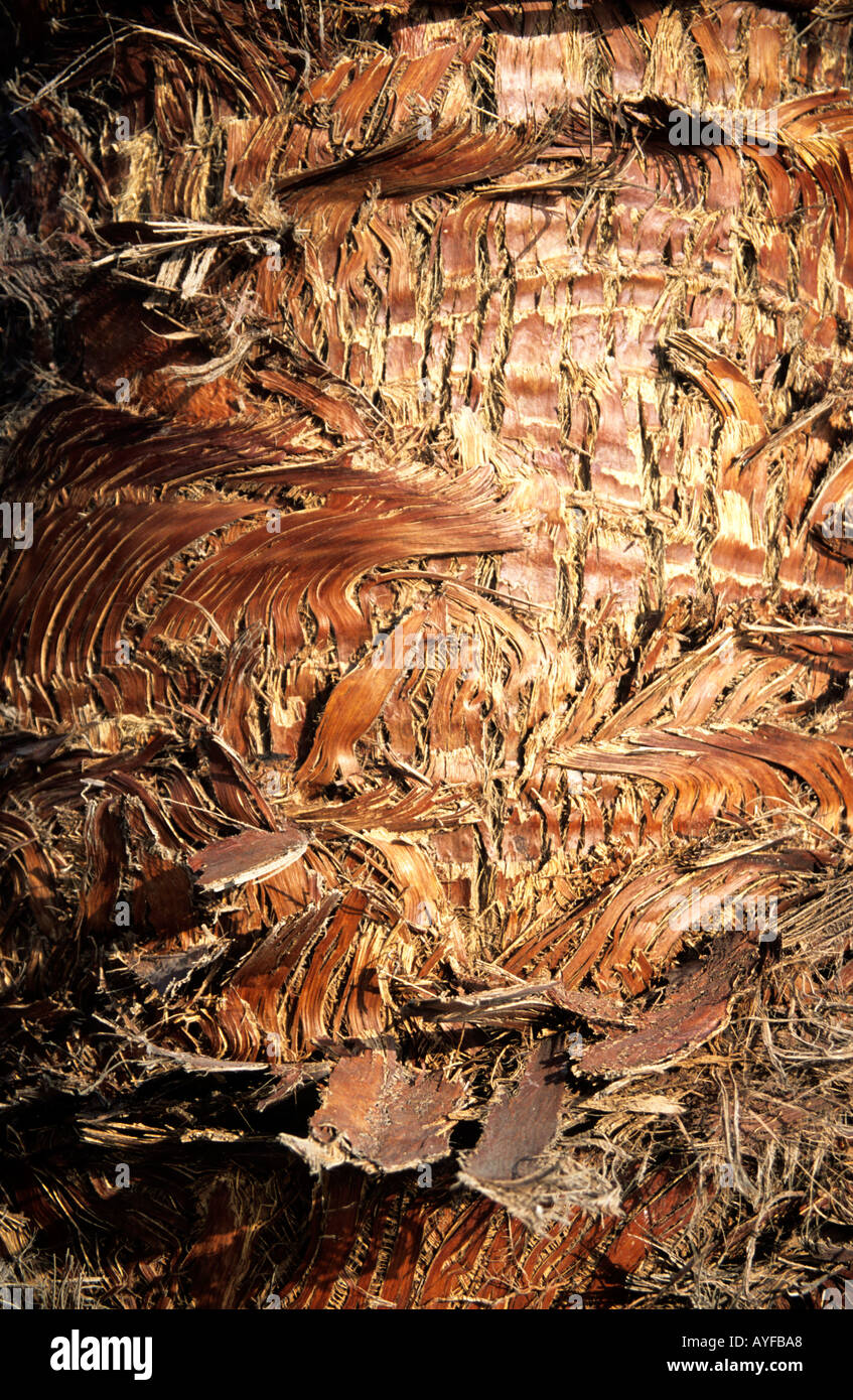Palmenbaum Rinde Detail, Zypern Stockfoto