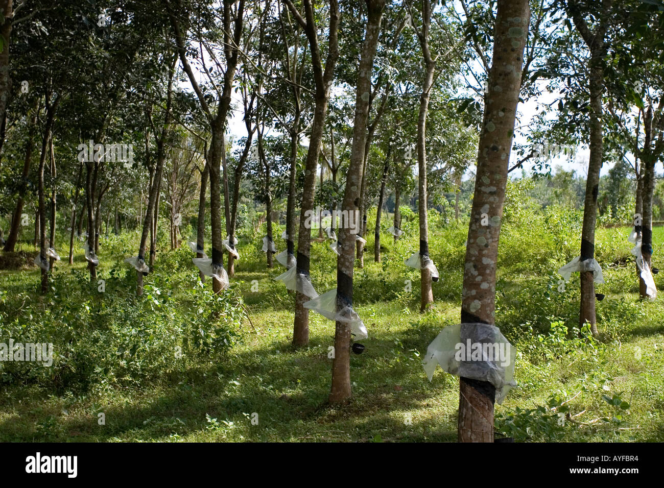 Gummibaum-Plantagen im südindischen Bundesstaat Kerala. Indien Stockfoto